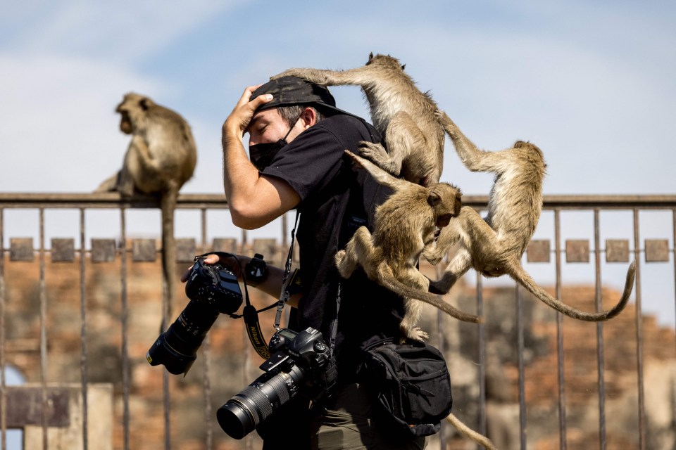 Macaque monkeys attack a photographer at the Phra Prang Sam Yot temple during the festival