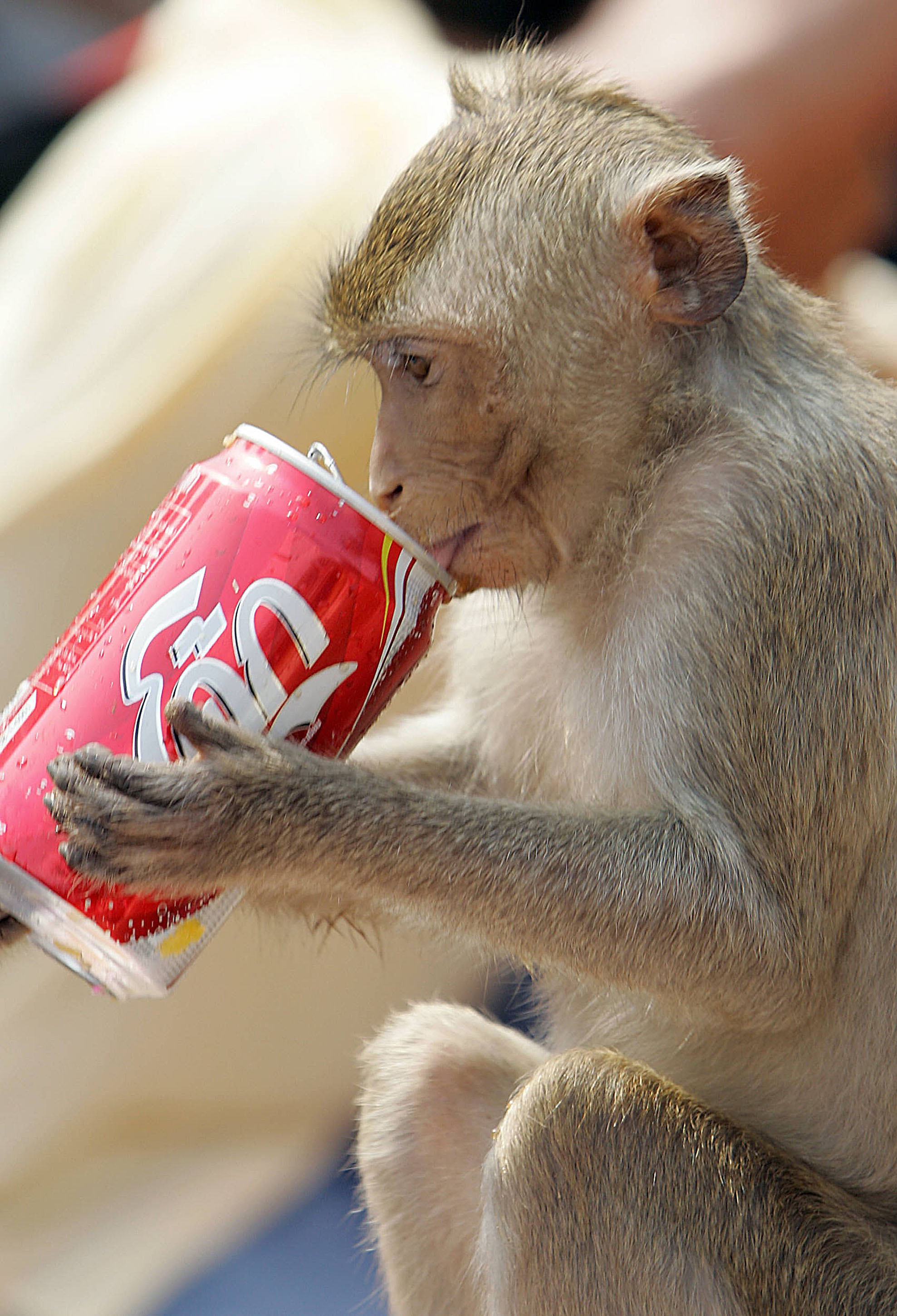 A monkey drinks a soft drink during the annual Monkey Buffet Festival in Lopburi