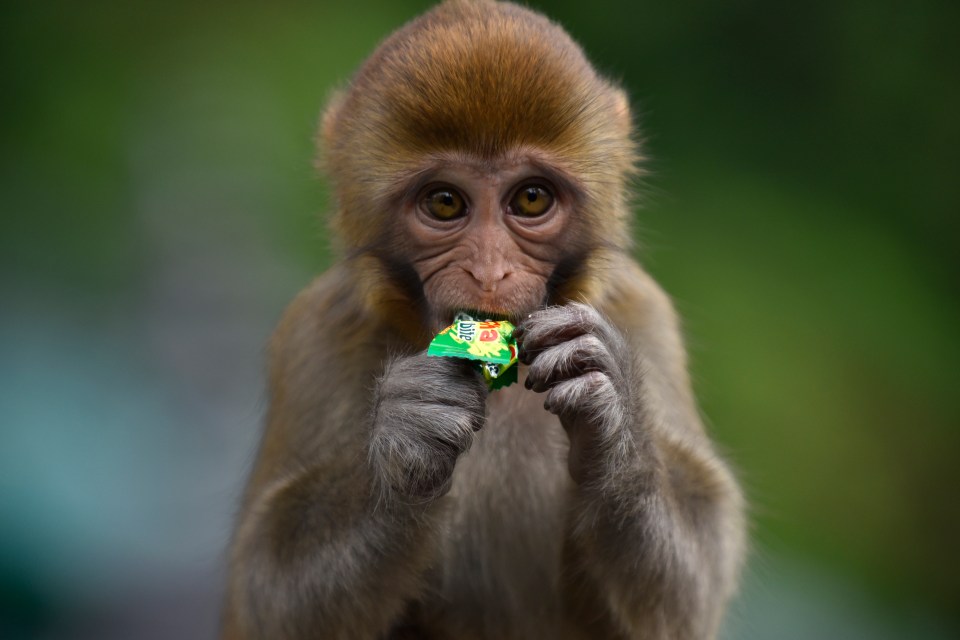 A monkey eats sweets given to it by people