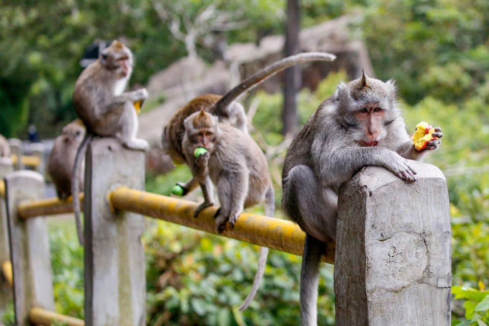 Monkeys sit on a rail and eat fruits