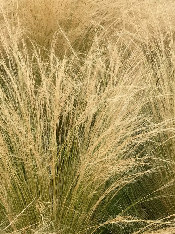 Grasses look good bending and rippling in high winds