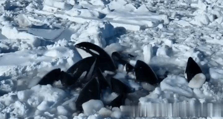 Moment the killer whales poke out of little gaps to catch their breath