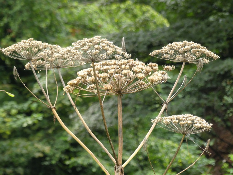 Doctors said she had come into contact with hogweed (stock image)