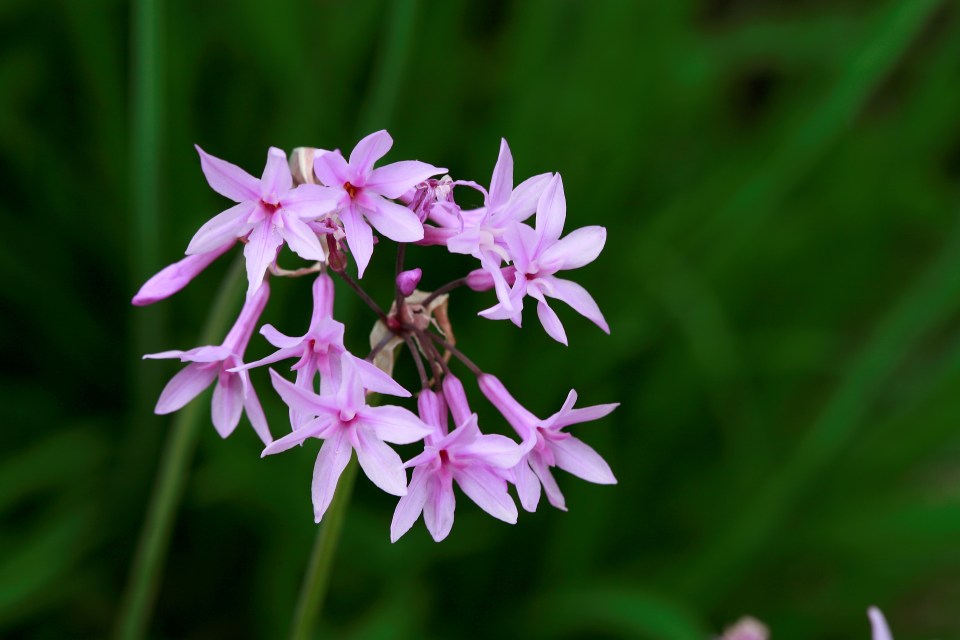 Tulbaghia is like a mini Agapanthus