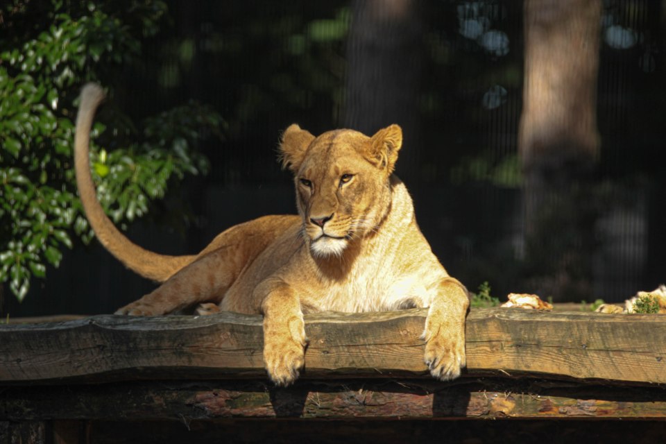 For many, waking to the sound of hungry lions roaring just a few feet away would be terrifying. But I was thrilled