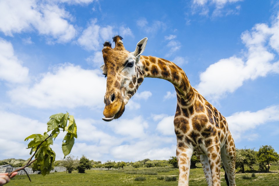 I was happy to pitch in during my visit, with rhino and giraffe feeding included in my tour