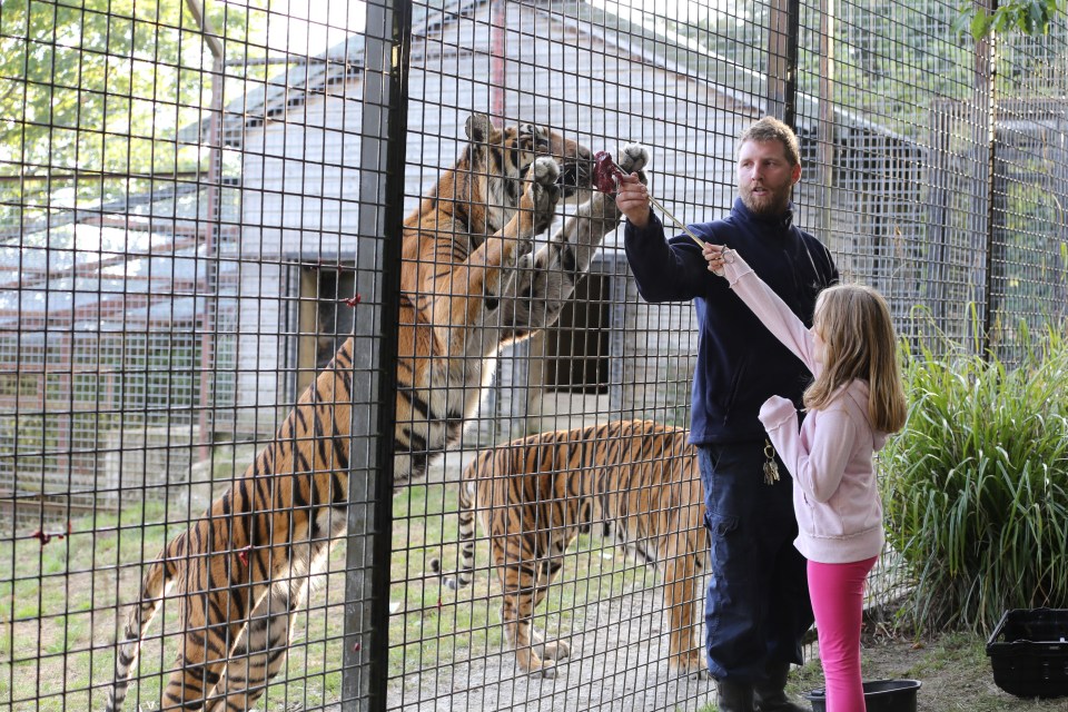 Claw blimey - getting up close with the park's tigers