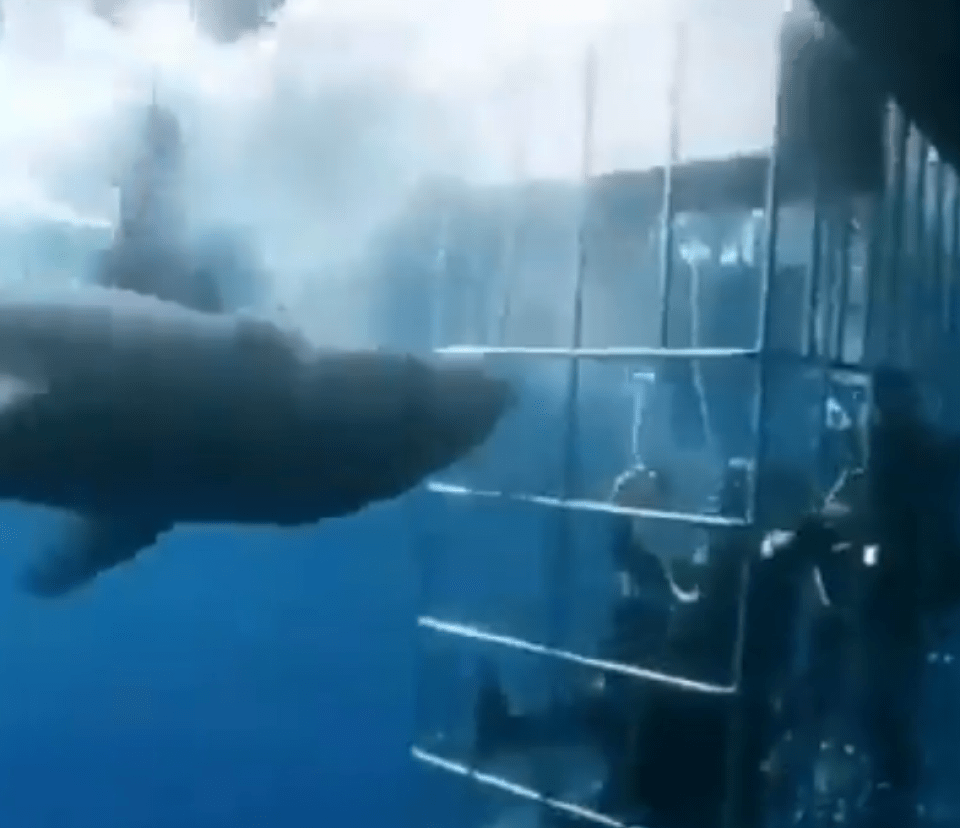 The giant shark tried to enter the metal cage