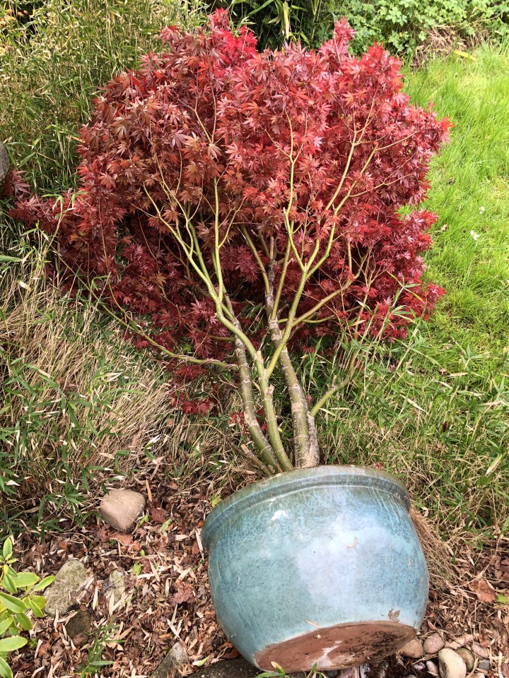 Extreme weather, like high winds, rain and heat, is battering our gardens