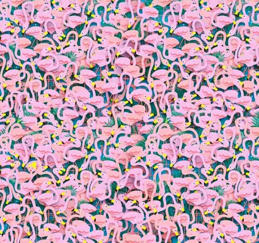 Hidden within the flock of pink flamingos is a ballet dancer - can you find her?