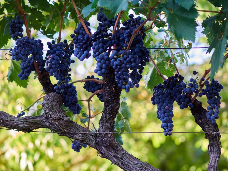 Grape vines grow well in the sunshine and don't mind high temperatures