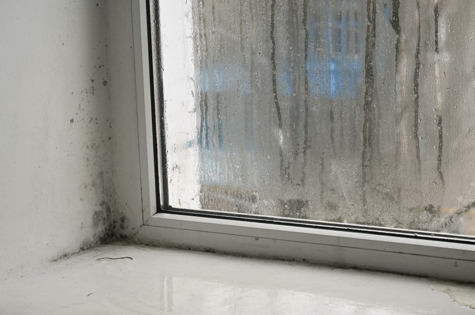 Plenty of people recommenced the same buy to tackle mould in the home