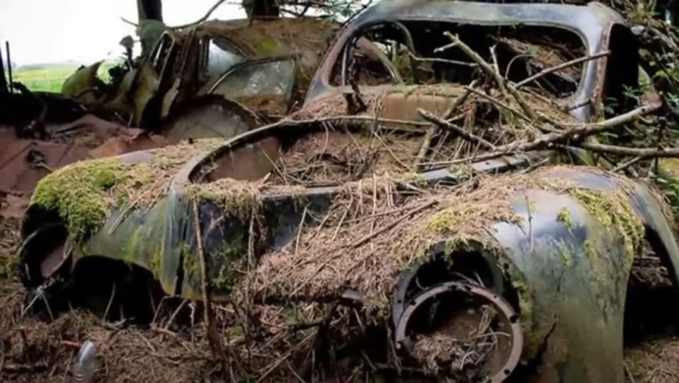 Classic Pontiac Chieftains and Ford Thunderbirds were slowly claimed by nature