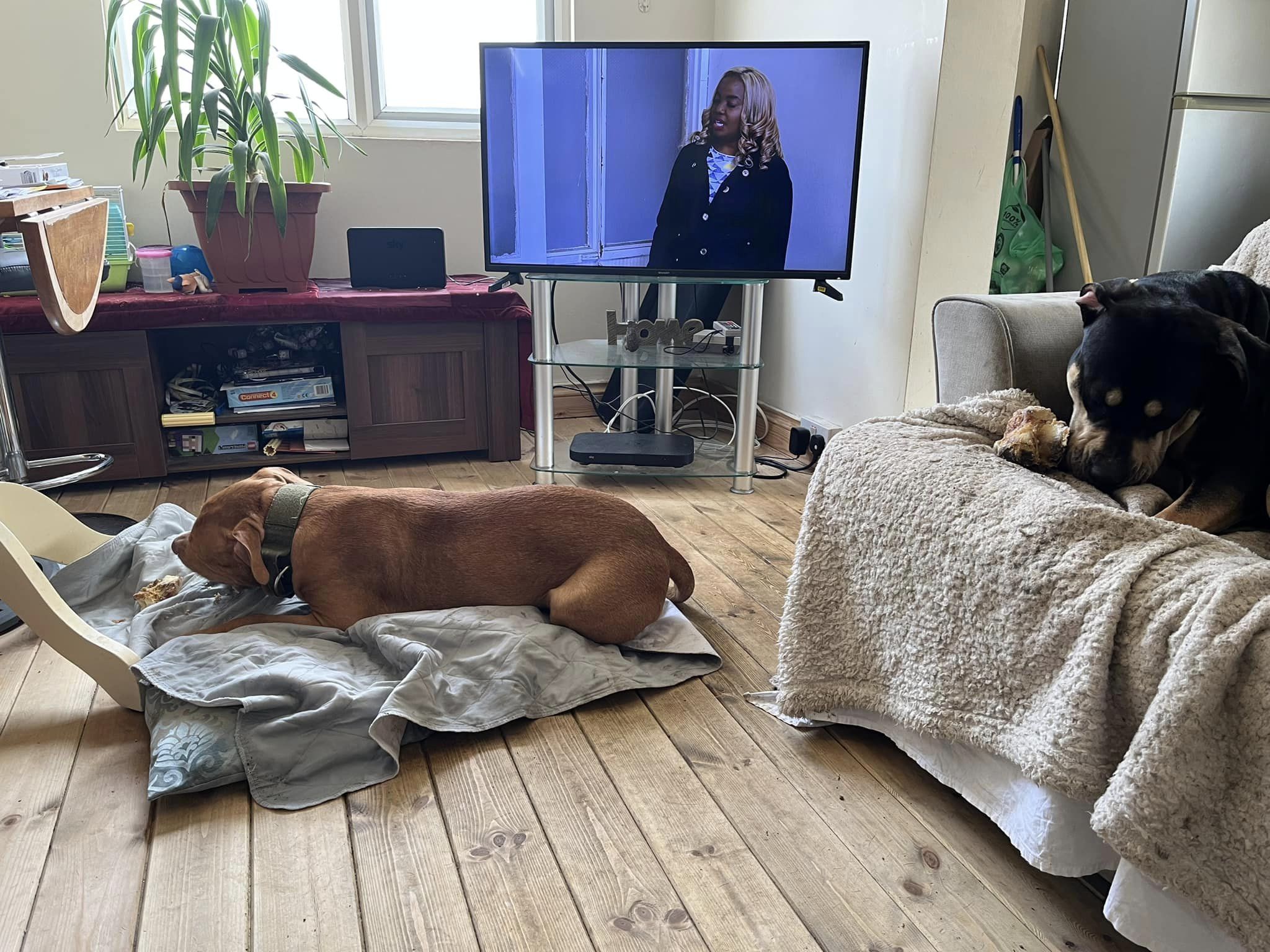 He boasted ''don't tell me what to do with my dogs'', above one of his dogs in his front room