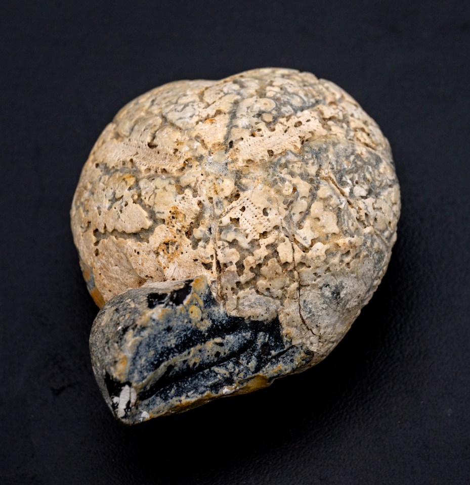 The fossil, which looks like a preserved brain, is commonly known as a heart urchin