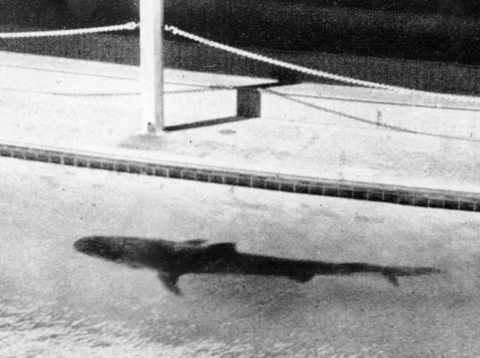 The tiger shark in Sydney's Coogee Aquarium in 1935