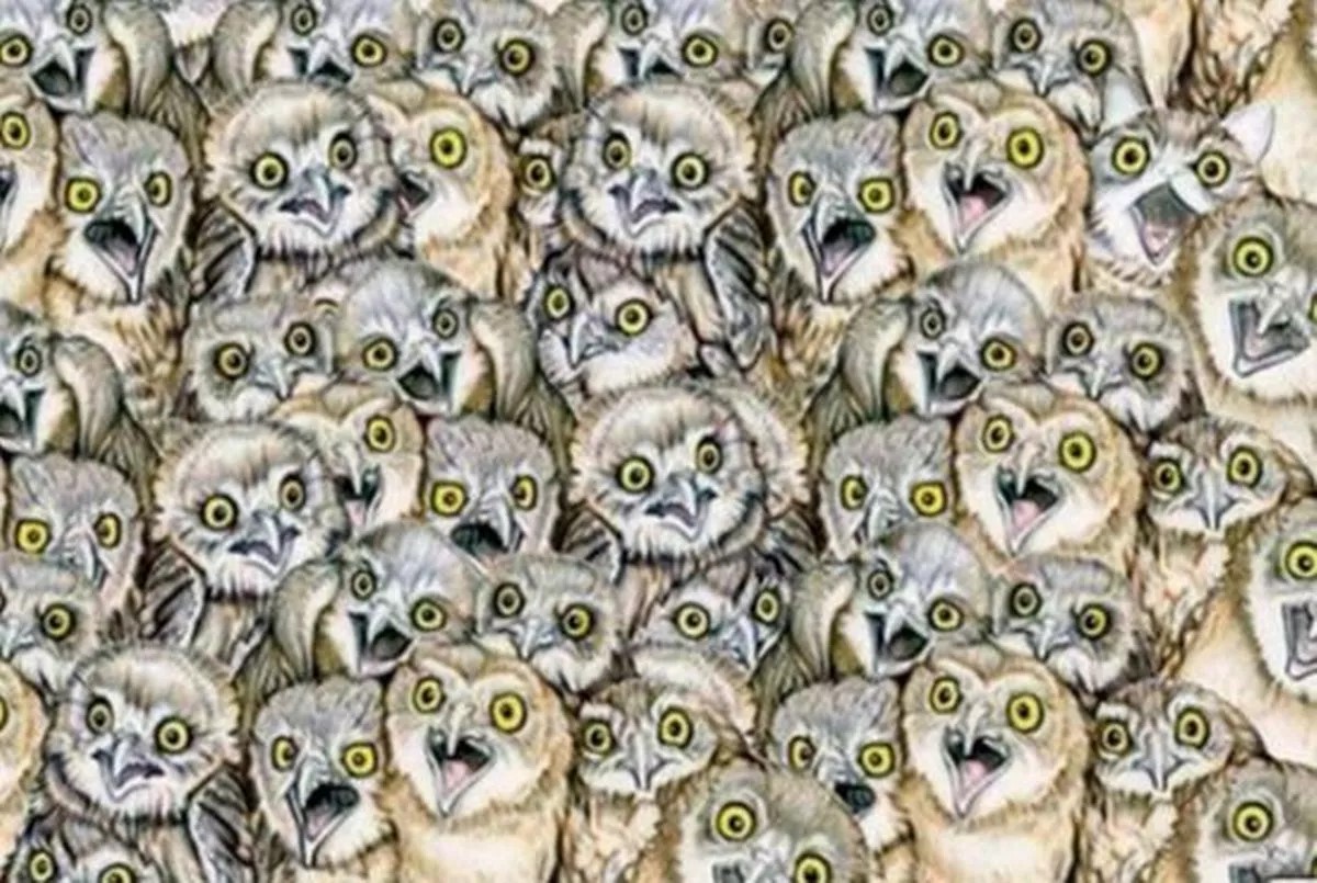 Everyone can see owls but can you spot the odd one out?