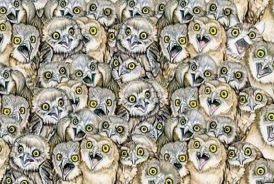 Can you find the imposter animal in 12 seconds?