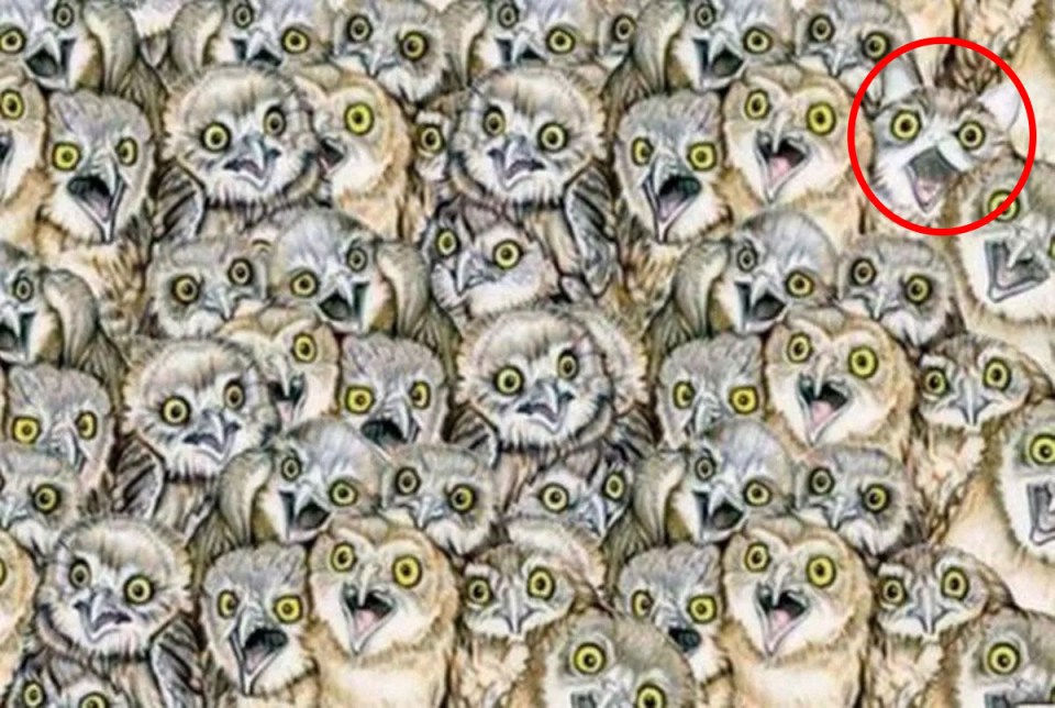 A cat was hiding amongst the owls