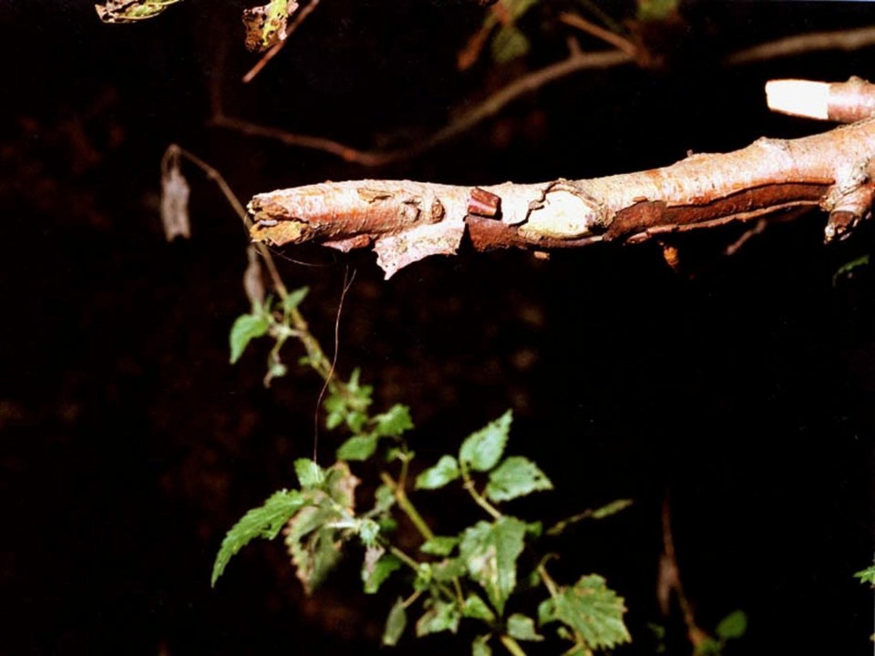 A hair was found on a branch near where the bodies of Holly and Jessica were found