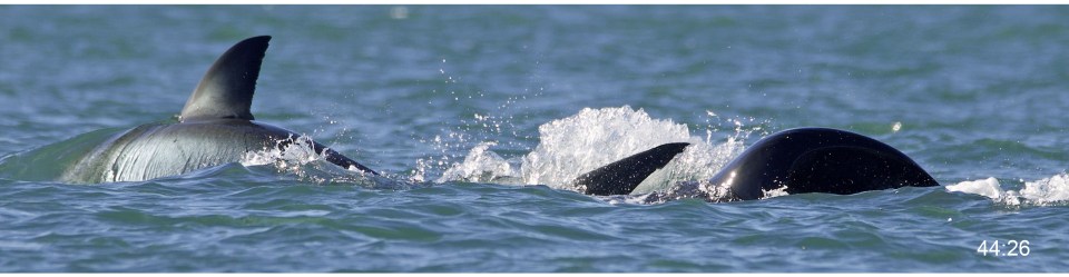 Moment the lone killer whale attacked the great white shark