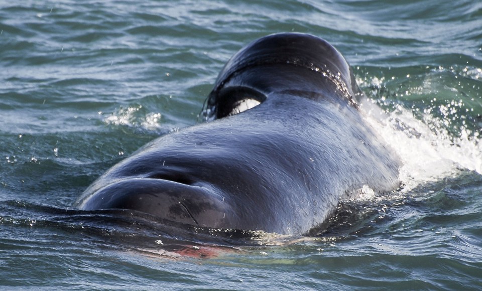 The water turned bloody after the orca ripped out the liver of the shark