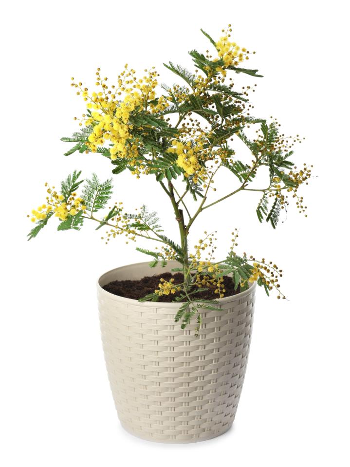 Mimosa is a very sensitive plant with a lovely scent, which needs protection in winter.