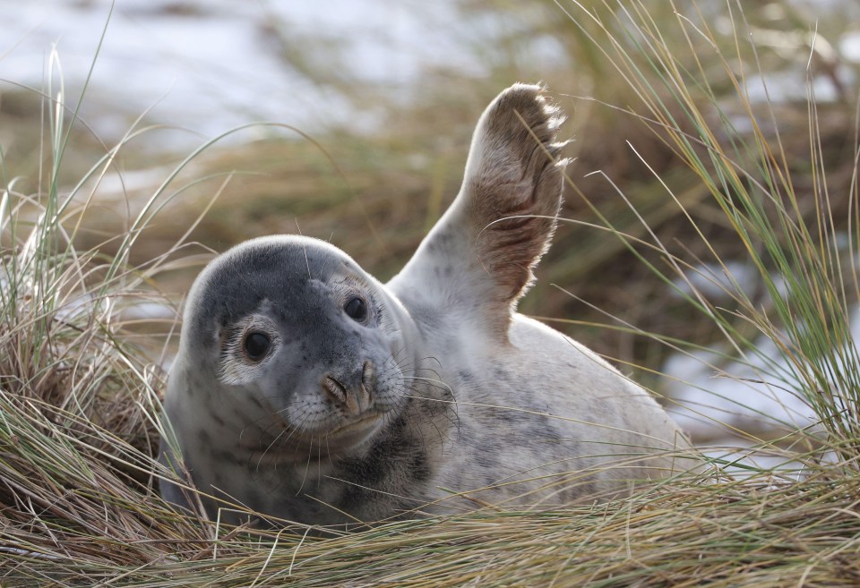 Grey and fluffy wide-eyed seal pups flap about by their mothers on the beach