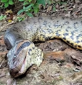 Ana Julia, as she was known, was part of the recently discovered northern green anaconda species in the Amazon Rainforest