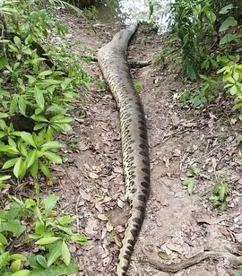 The world's largest snake has been found dead after being shot by cruel hunters