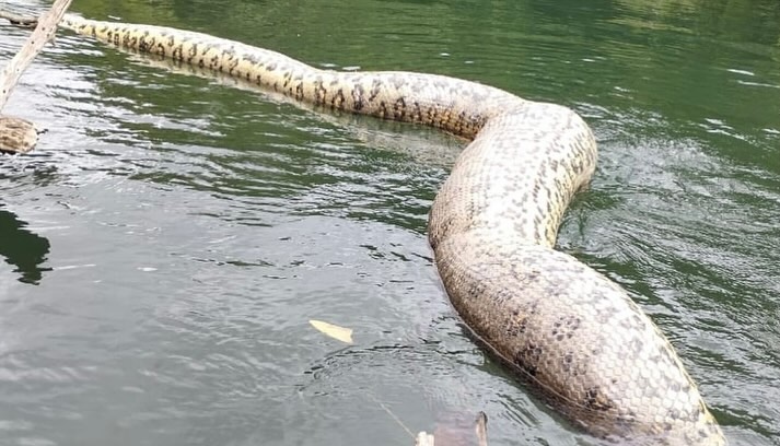 Ana Julia's lifeless body was located in the Formoso River in the rural area of Bonito, in southern Brazil's Mato Grosso do Sul State, on Sunday