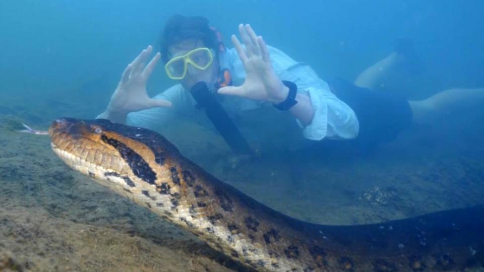 The beast measured 26ft long and weighed a whopping 440lbs when she was found last month