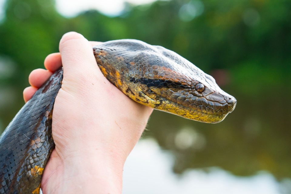 Several northern green anaconda's were found deep in remote Brazil only five weeks ago