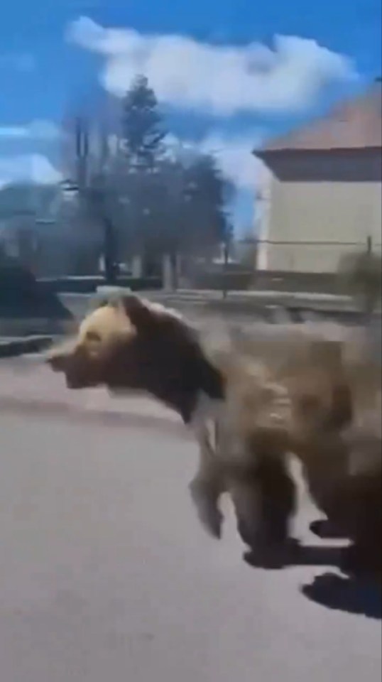 Onlookers filmed the bear running on the streets of a Slovak town