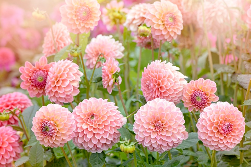 For beautiful summer Dahlia's start putting the tubers in pots under cover.