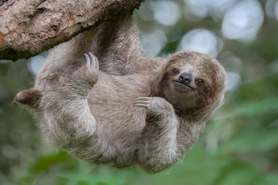 a sloth is hanging upside down from a tree branch