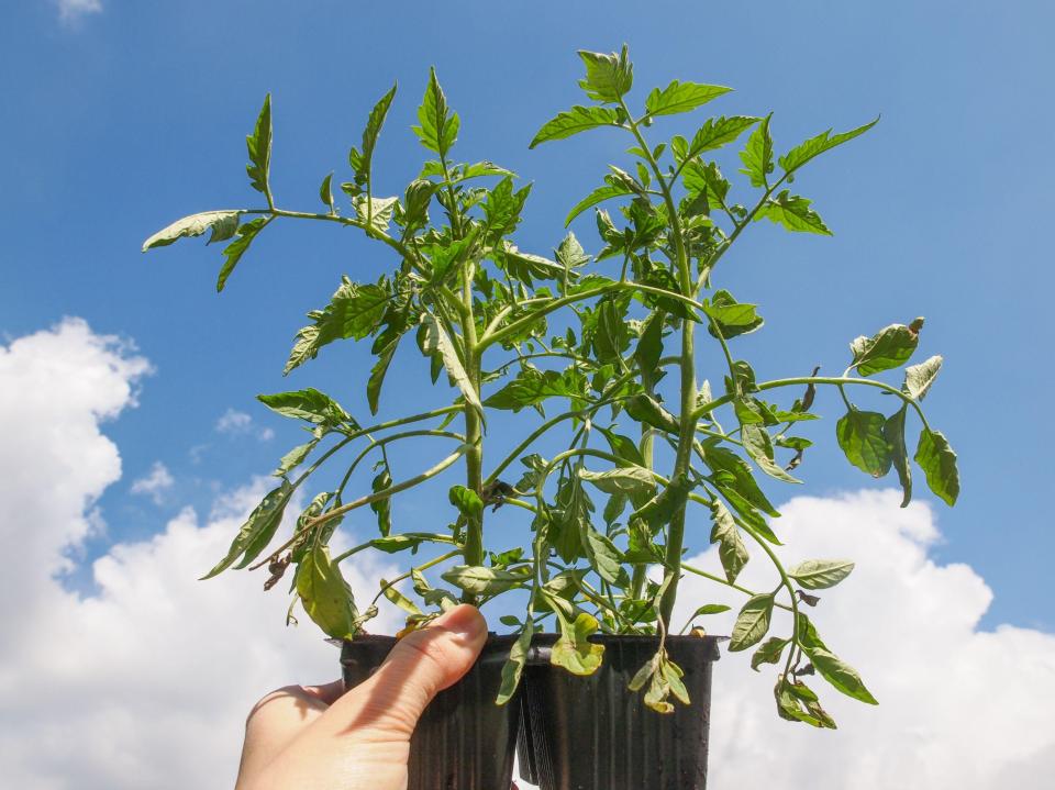 If you don't have time or patience to grow from seed - buy plug vegetable plants.