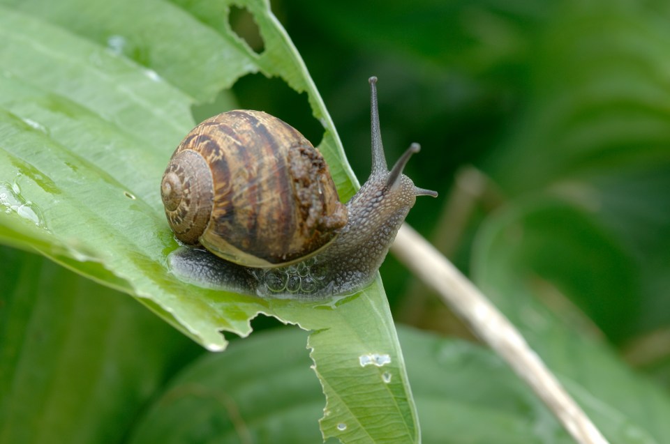 The bags stops snails from making an unwelcome visit to chomp on the berries - as well as slugs