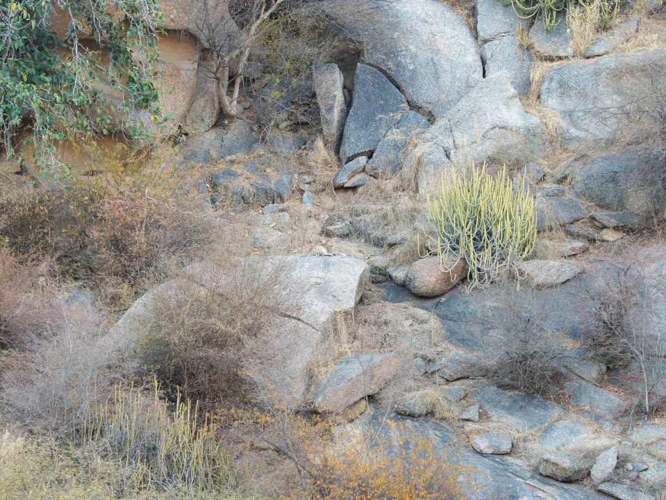 Can you spot the elusive leopards hiding in plain sight?