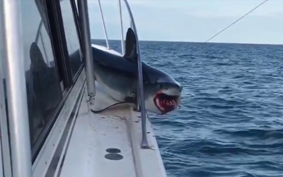 Blood spews from the shark's mouth after it injured itself writhing around