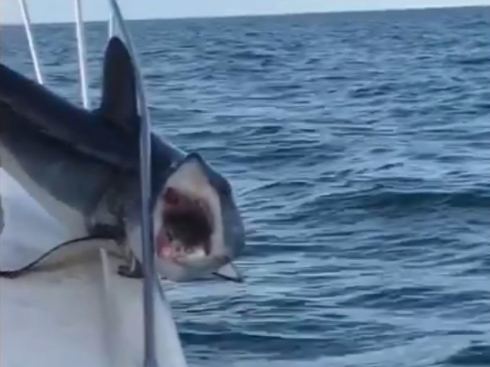 The frustrated animal reaches back and bites the metal rail trapping it