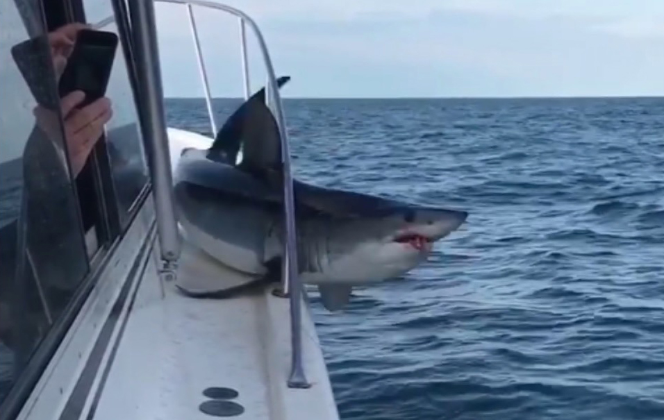 The moment the mako shark got trapped in a family boat after leaping onto the vessel