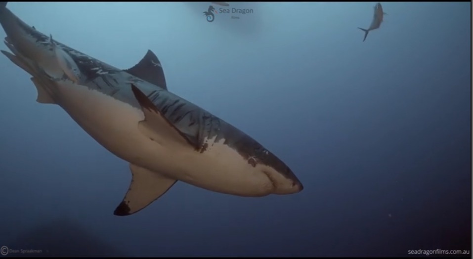 The battered shark became known due to its scars