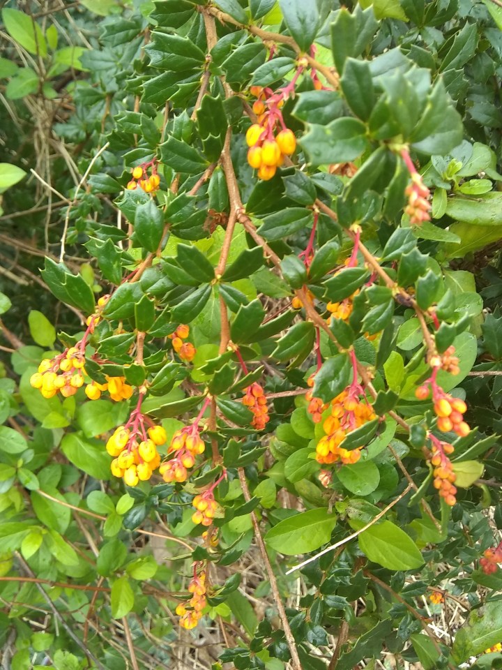 Berberis darwinii is non-toxic for dogs, but be careful of toxic spring bulbs