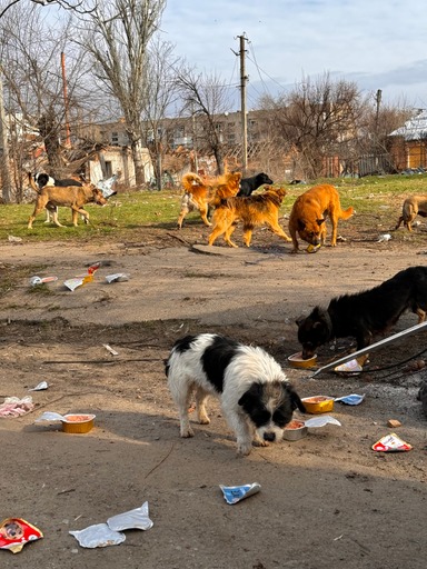 Hungry stray dogs serach for food