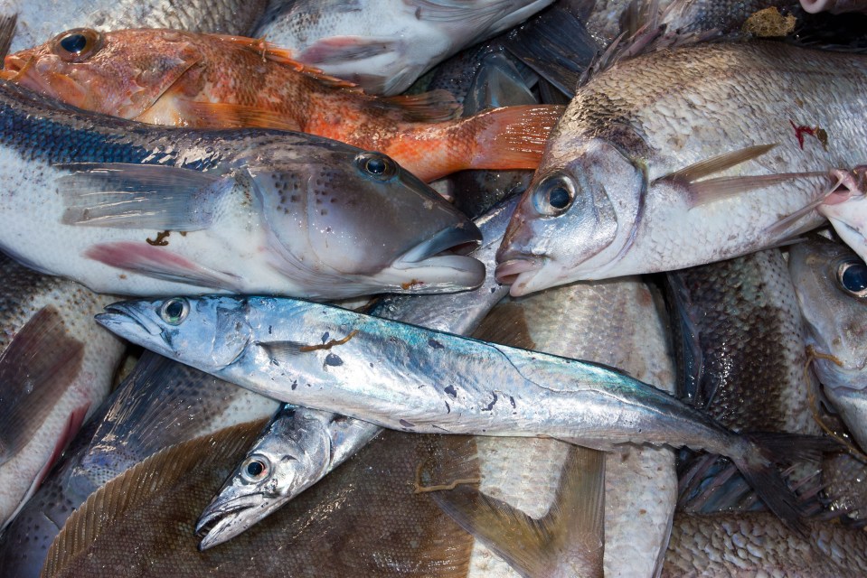 Raw sewage dumped in the English Channel has left marine species in the water 'full of drugs'