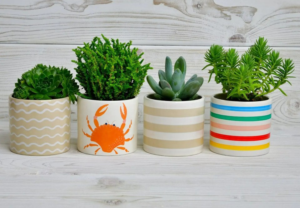 The 'Simply Garden Ceramic Seaside Planters' are a bargain at just £1.50 from B&M