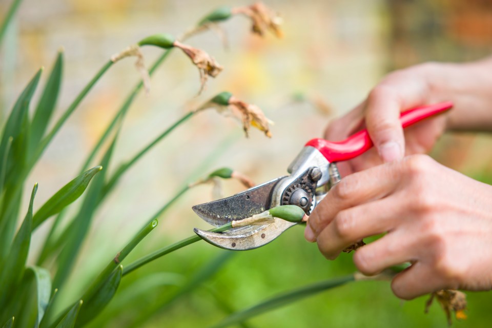 Close-up of a female gardener deadheading daffodils with secateurs in an English garden