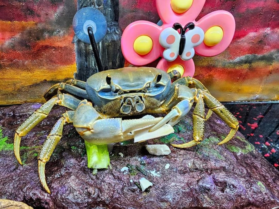 Howie is known as the internet’s ‘most spoiled crab’ – being fed cheese, fruit and sweets