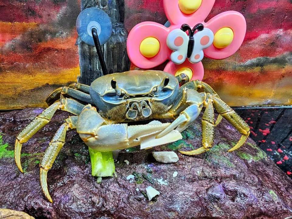 Howie is known as the internet's 'most spoiled crab' - being fed cheese, fruit and sweets